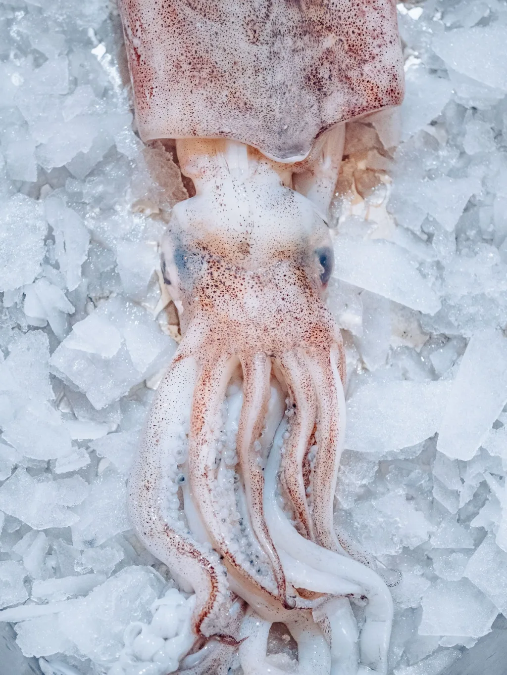 Whole squid with speckled skin and trailing tentacles on ice for Cyril Lignac’s Saisons cookbook