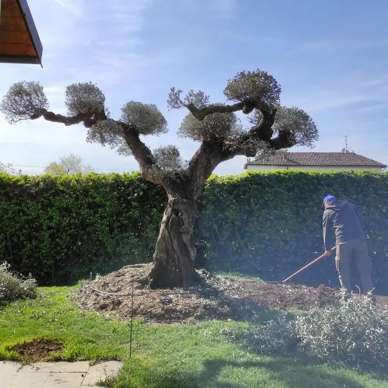 Ciclamini: guida completa alla cura in vaso e giardino