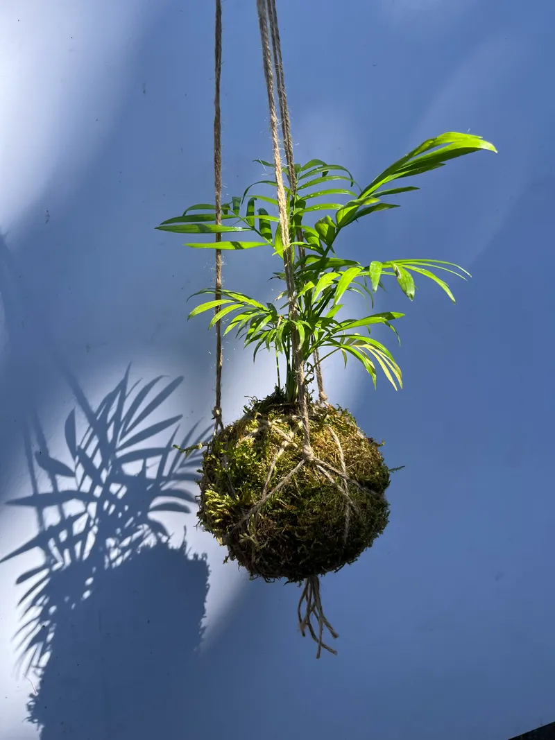 Kokedama: un antica tecnica giapponese