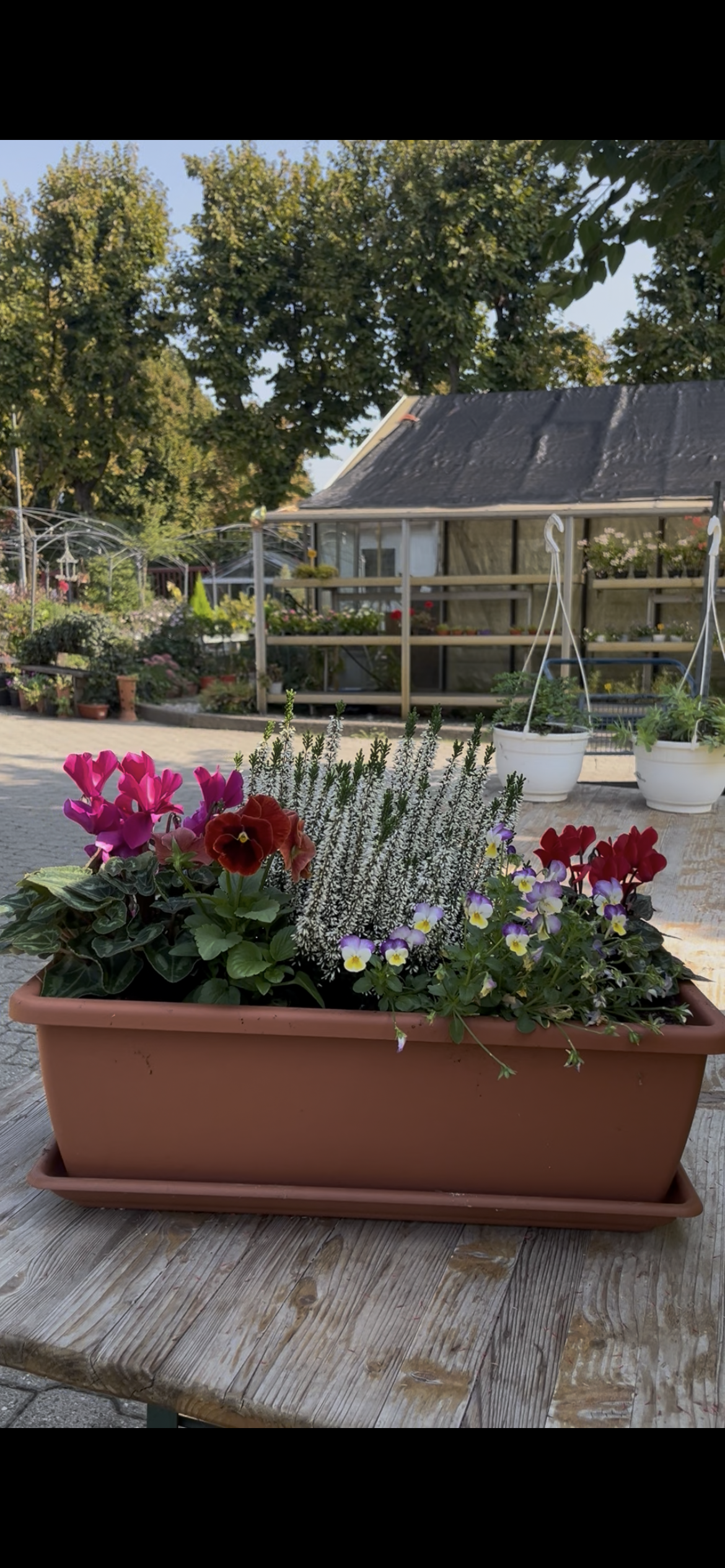 Fiori autunnali: come avere un balcone colorato anche in inverno