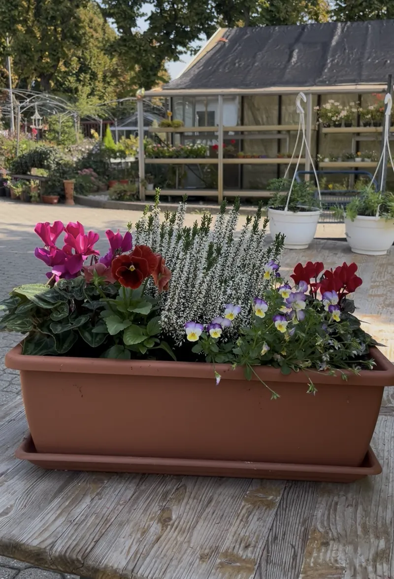 Fiori autunnali: come avere un balcone colorato anche in inverno