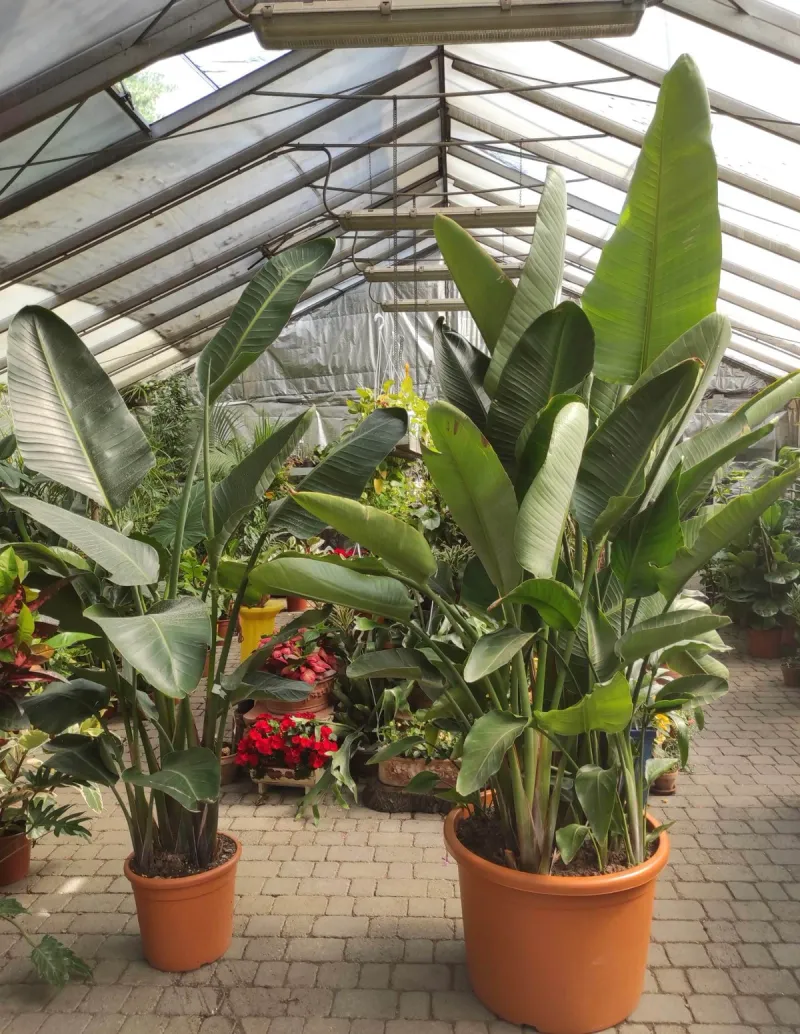 Strelitzia: il "banano da interno"