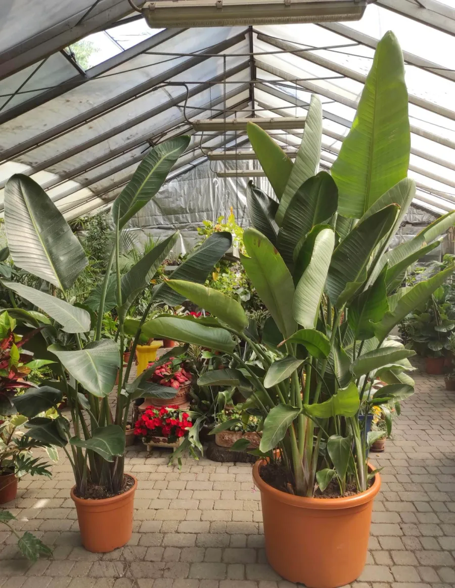 Strelitzia: il "banano da interno"