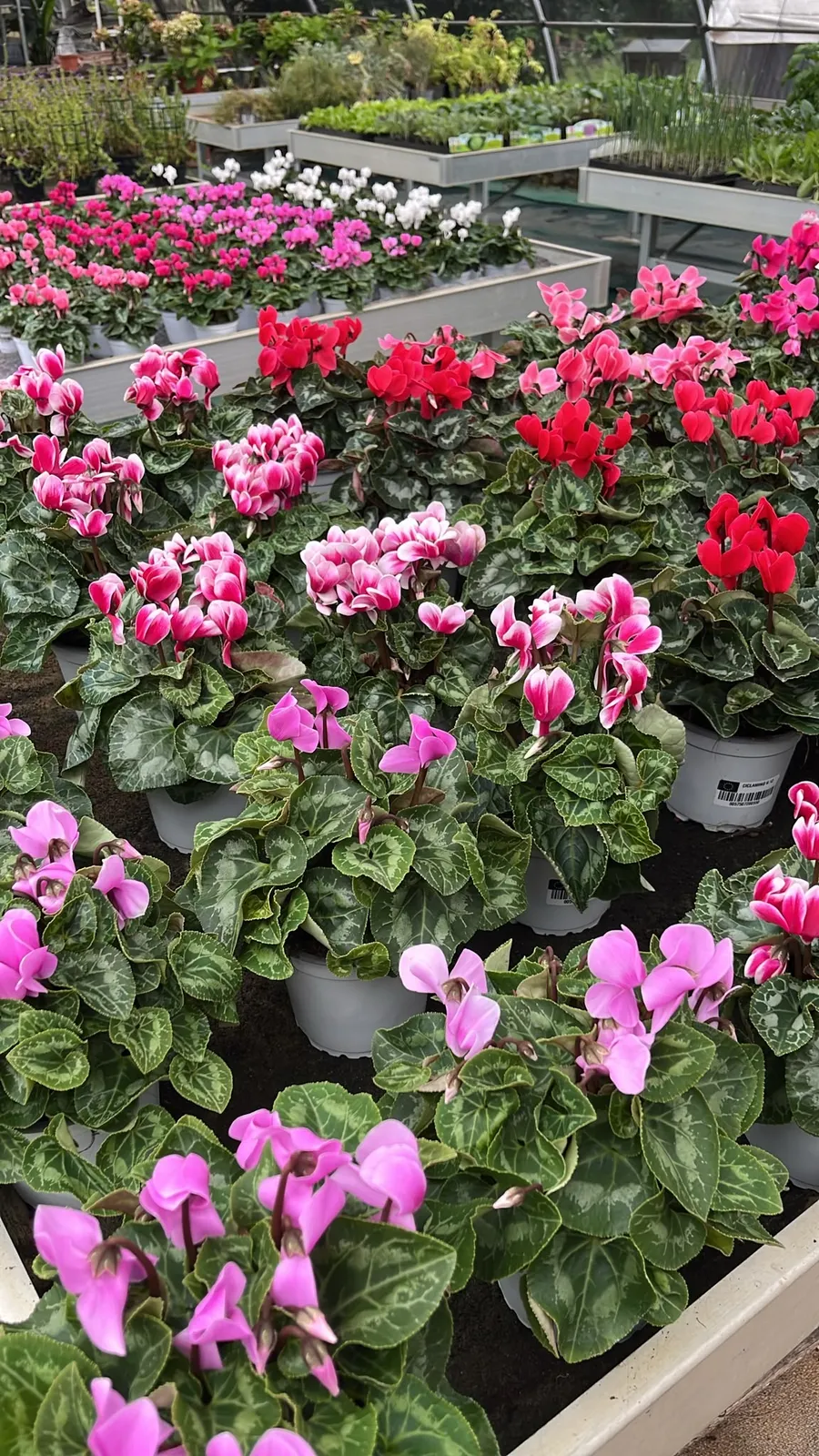 Ciclamini: guida completa alla cura in vaso e giardino