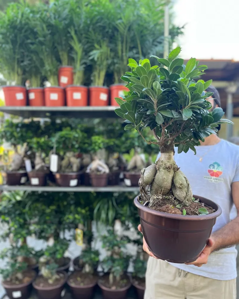 Strelitzia: il "banano da interno"