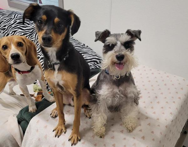 wags-stay-n-play-about
