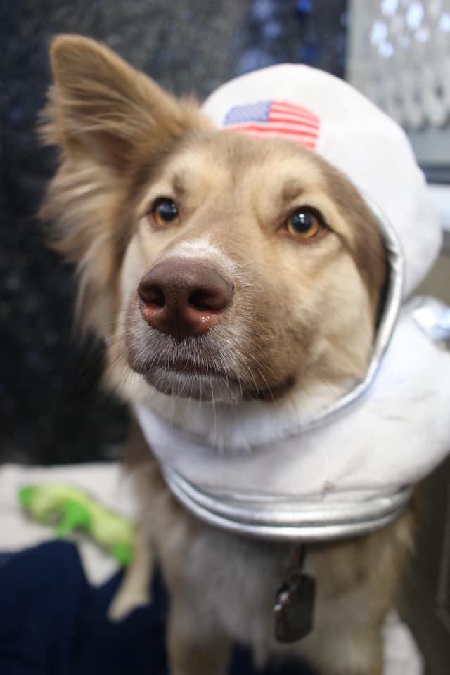 Dog daycare at Wags Stay N' Play