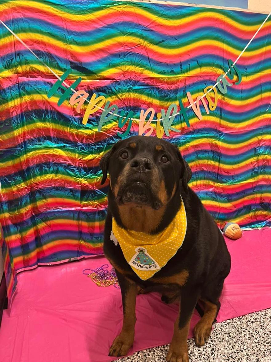 Wags Stay N' Play facility