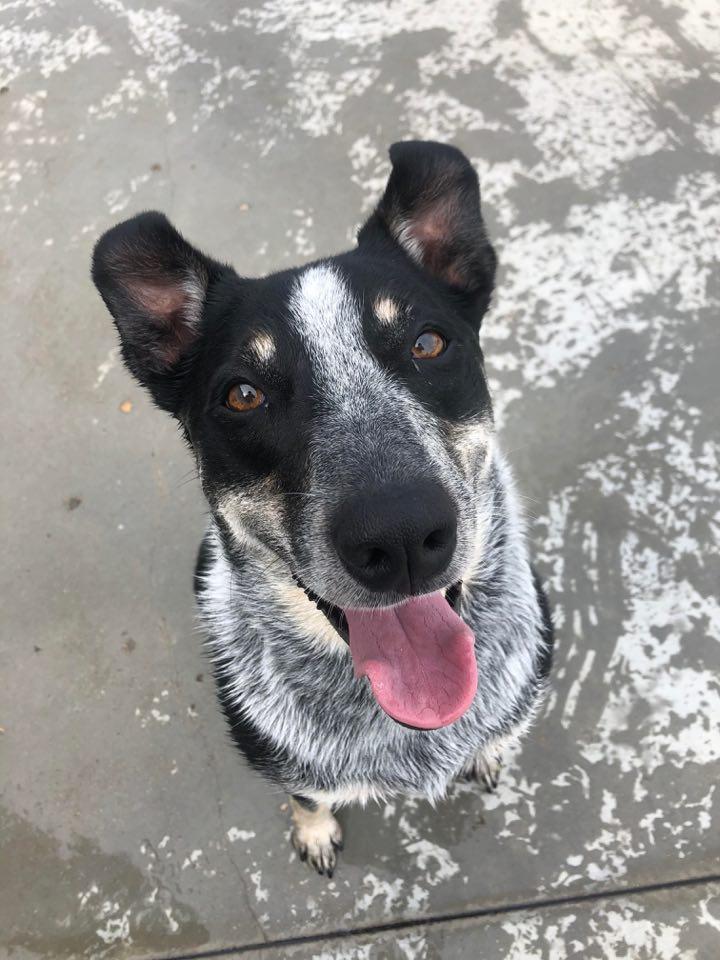 Boarding at Wags Stay N' Play