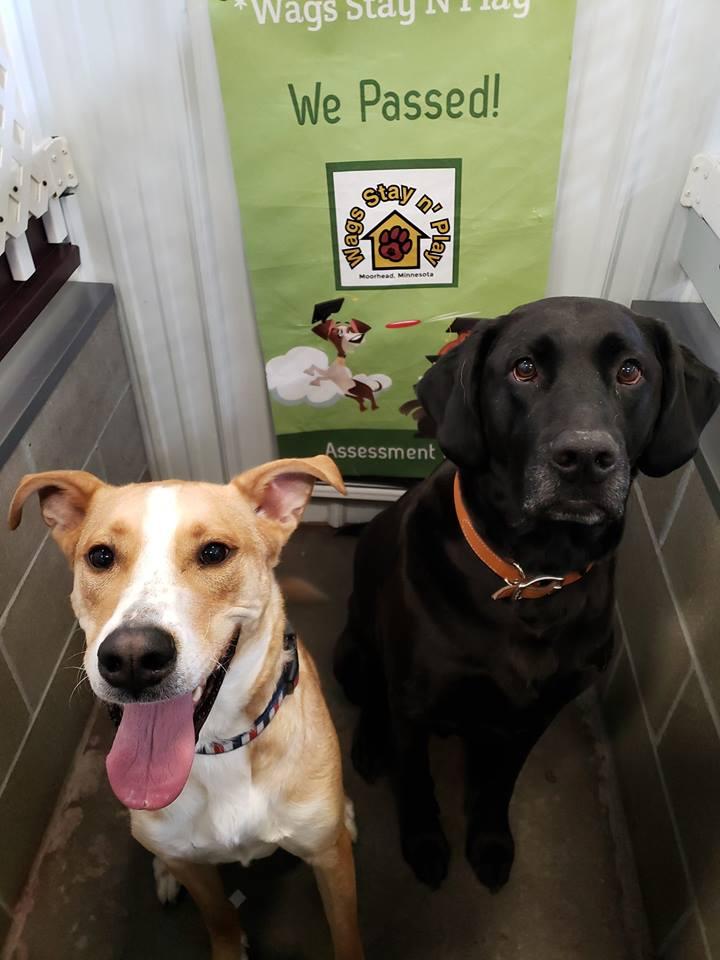 Happy dog at Wags Stay N' Play
