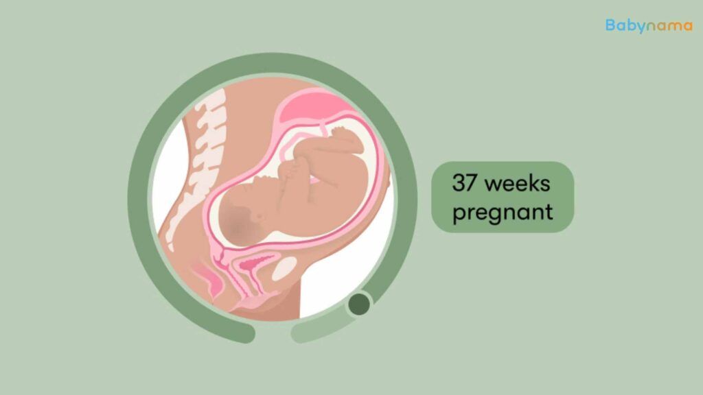 Week 37 of Pregnancy