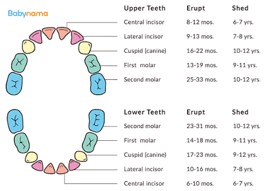 Eruption Cyst (Teething) In Infants: Causes & Treatment