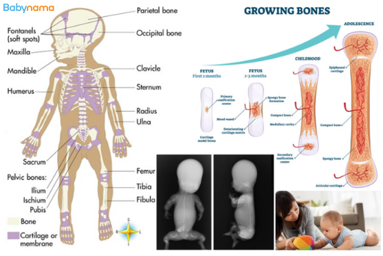 Building Strong Bones: A Guide to Infant Skeletal Development