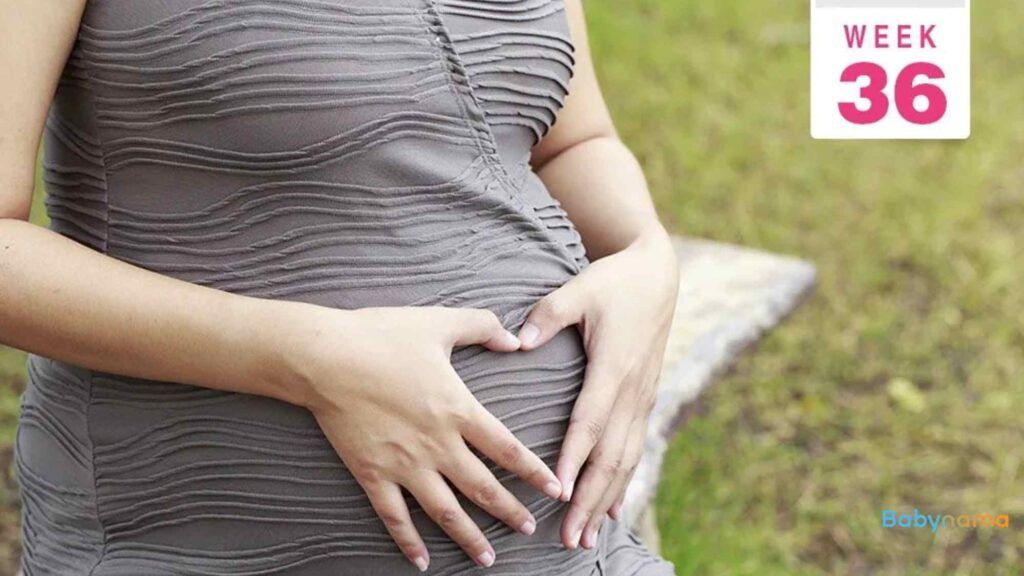 Week 36 of Pregnancy