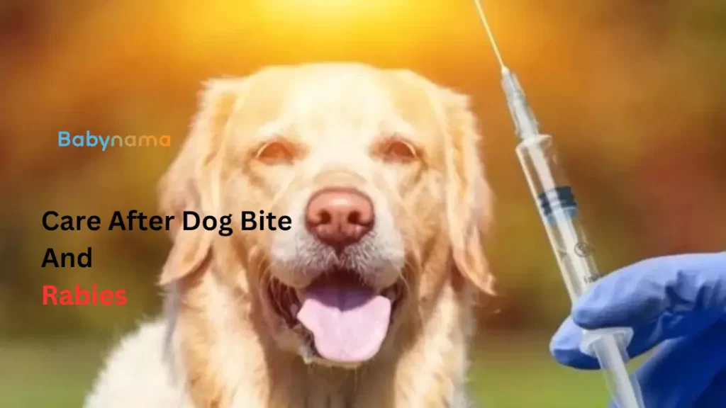 Care After Dog Bite And Rabies