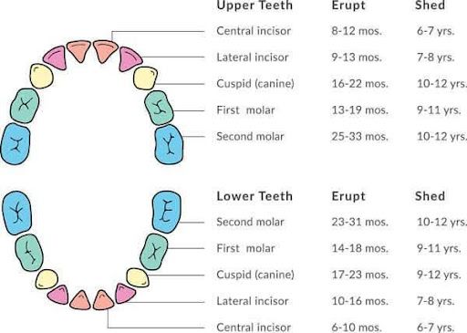  Eruption Cysts in Infants: Causes, Symptoms, and Treatment