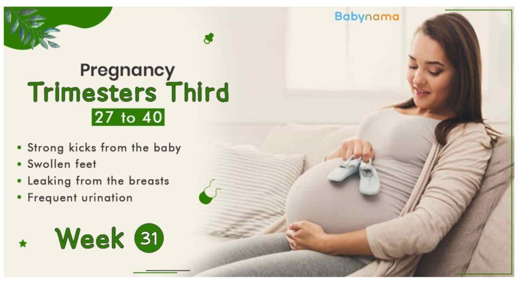 Week 31 of Pregnancy