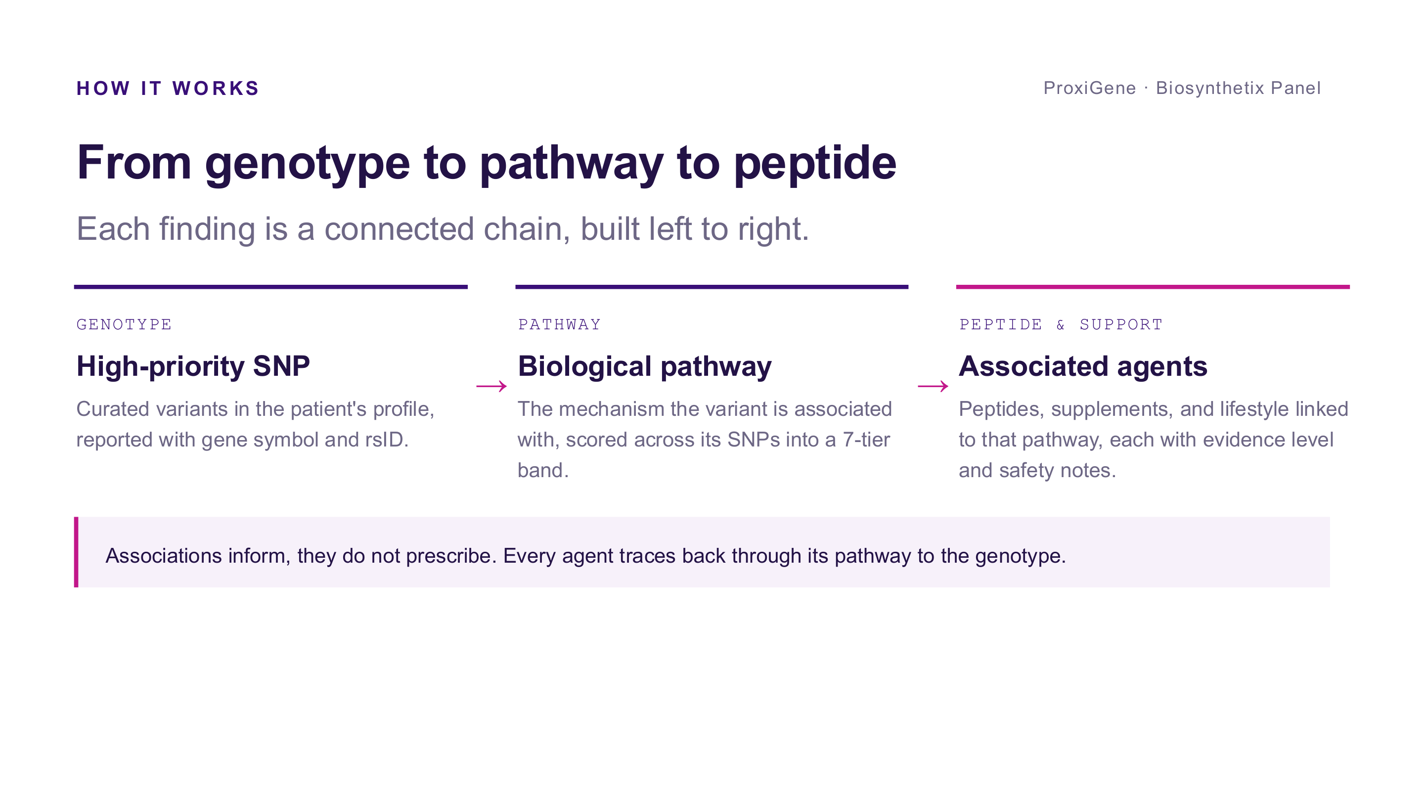 Diagram: genotype (high-priority SNP) to pathway (biological pathway scored into a 7-tier band) to peptide and support (associated agents with evidence level and safety notes)