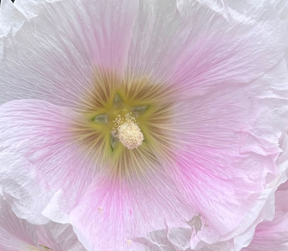 hollyhock pink white