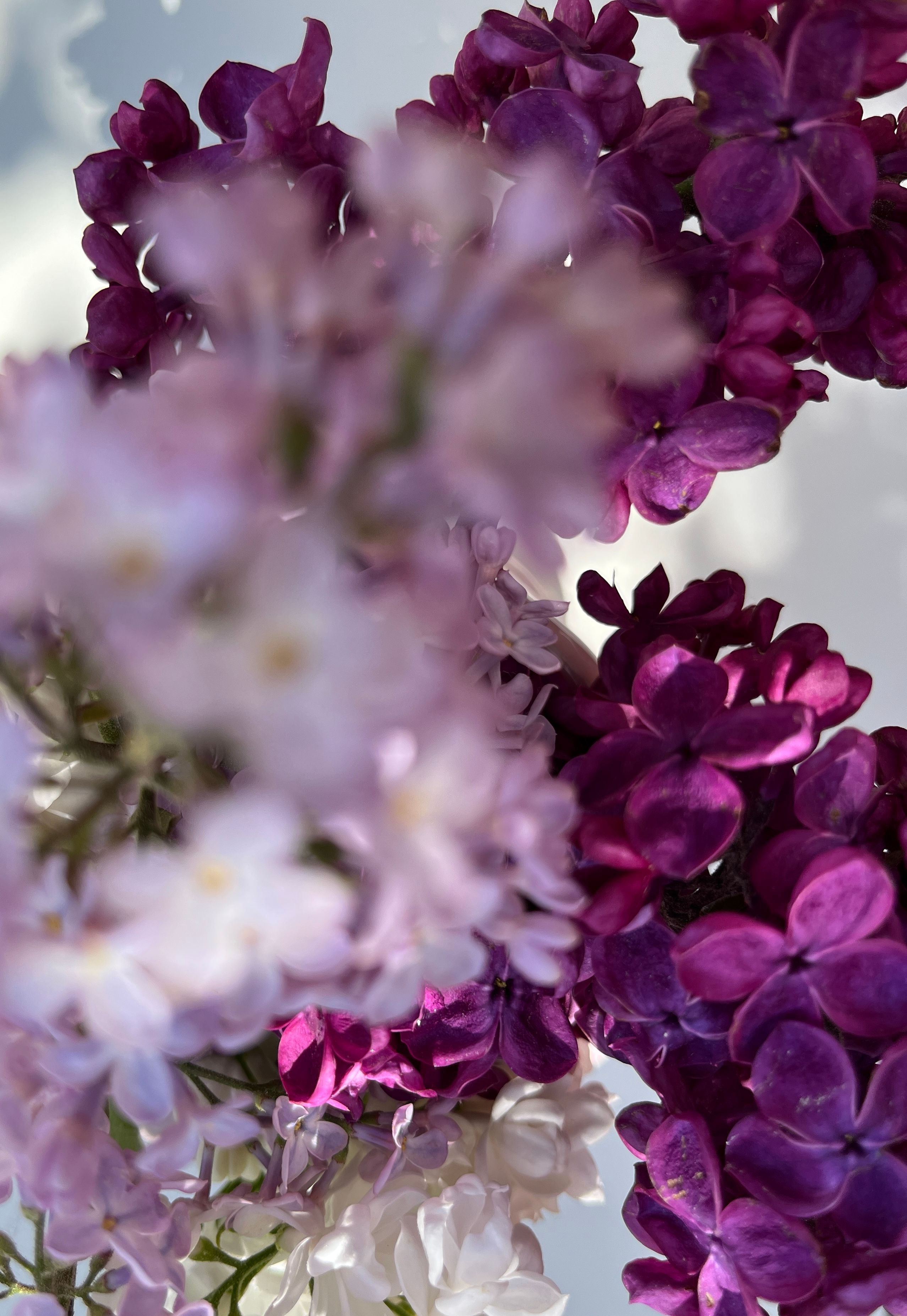 lilacs
