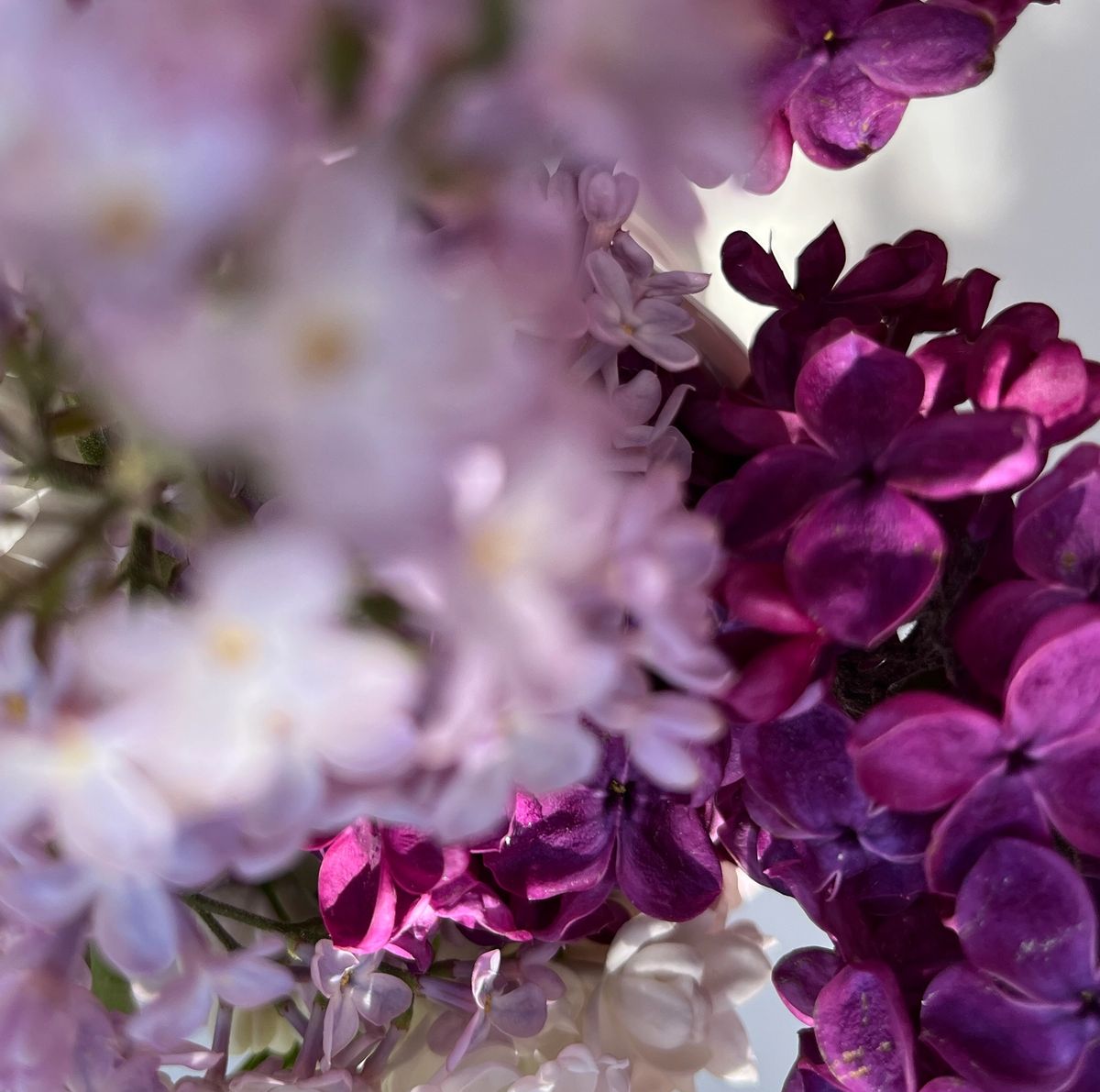 lilacs