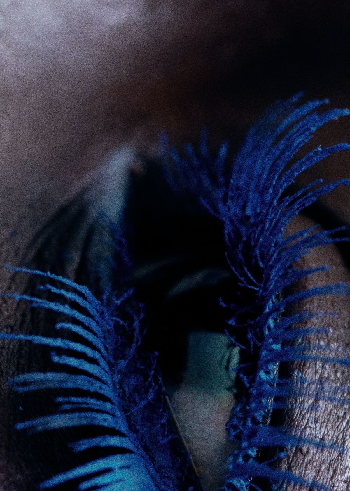 blue eyelashes 