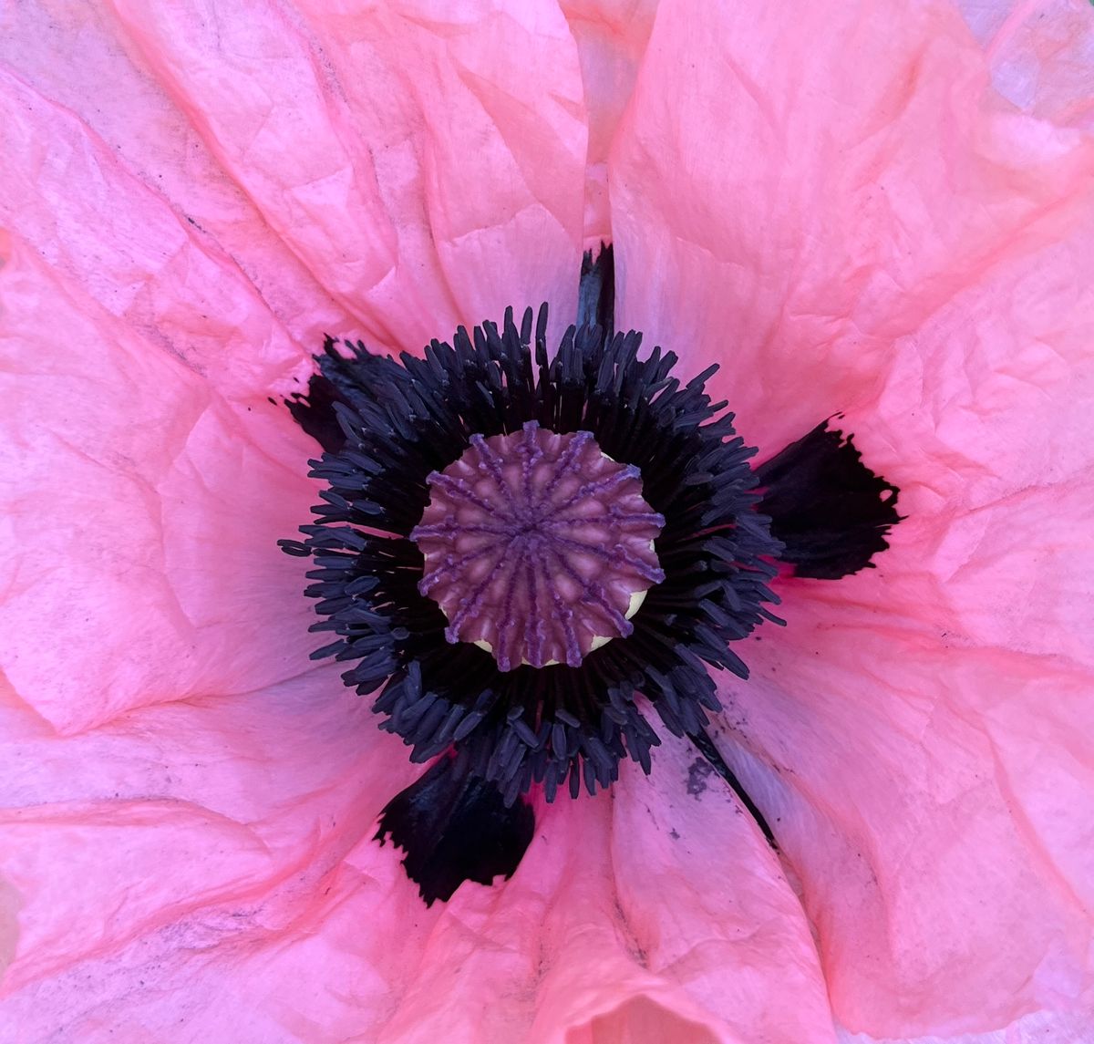 pink poppy 