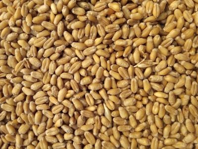 Farine de blé ancien T80