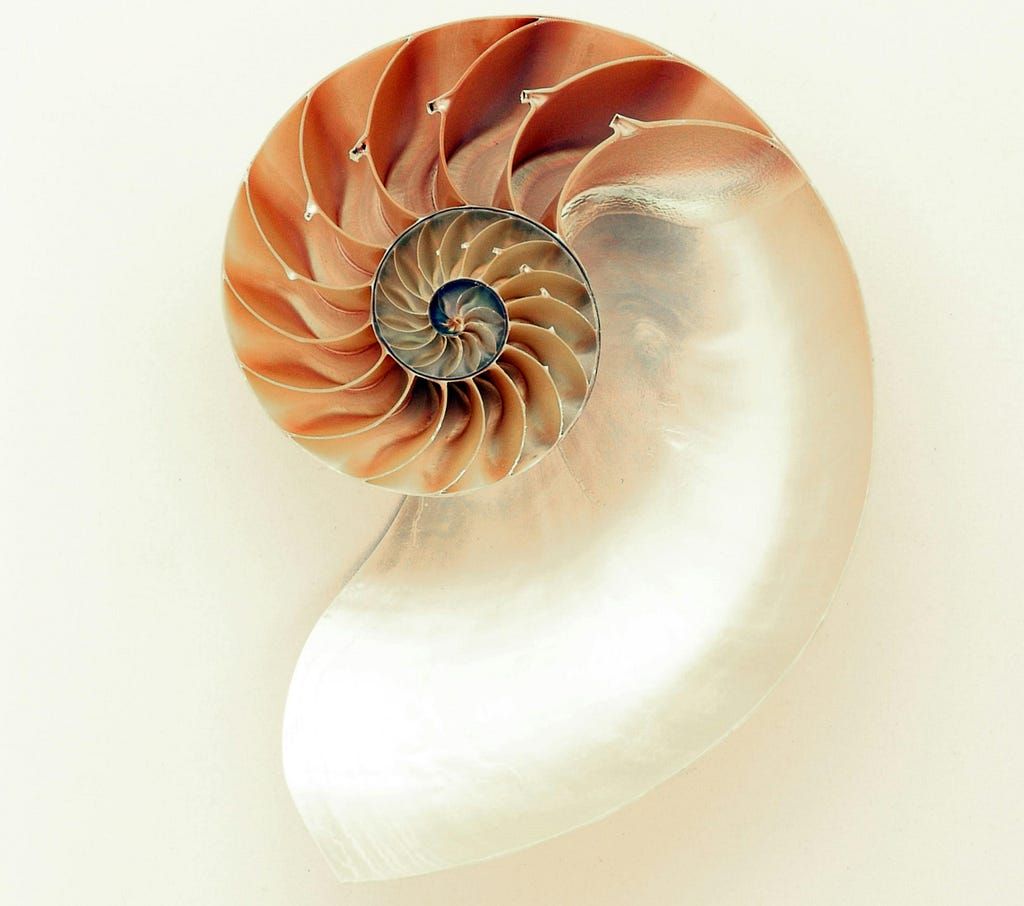 Fibonacci Squence is also the same pattern as the Golden Ratio which is seen throughout nature