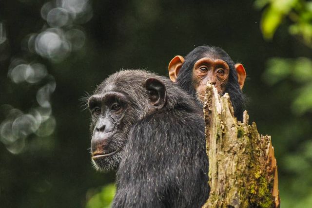 Chimpanzees at Semuliki Wildlife Reserve