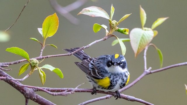 Bird watching at Semuliki Wildlife Reserve