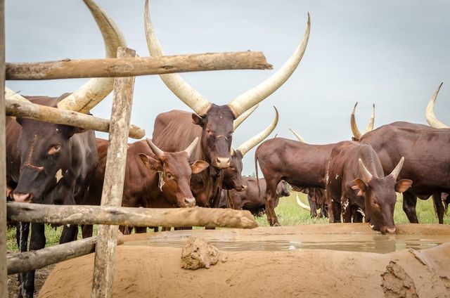 Cattle ranch