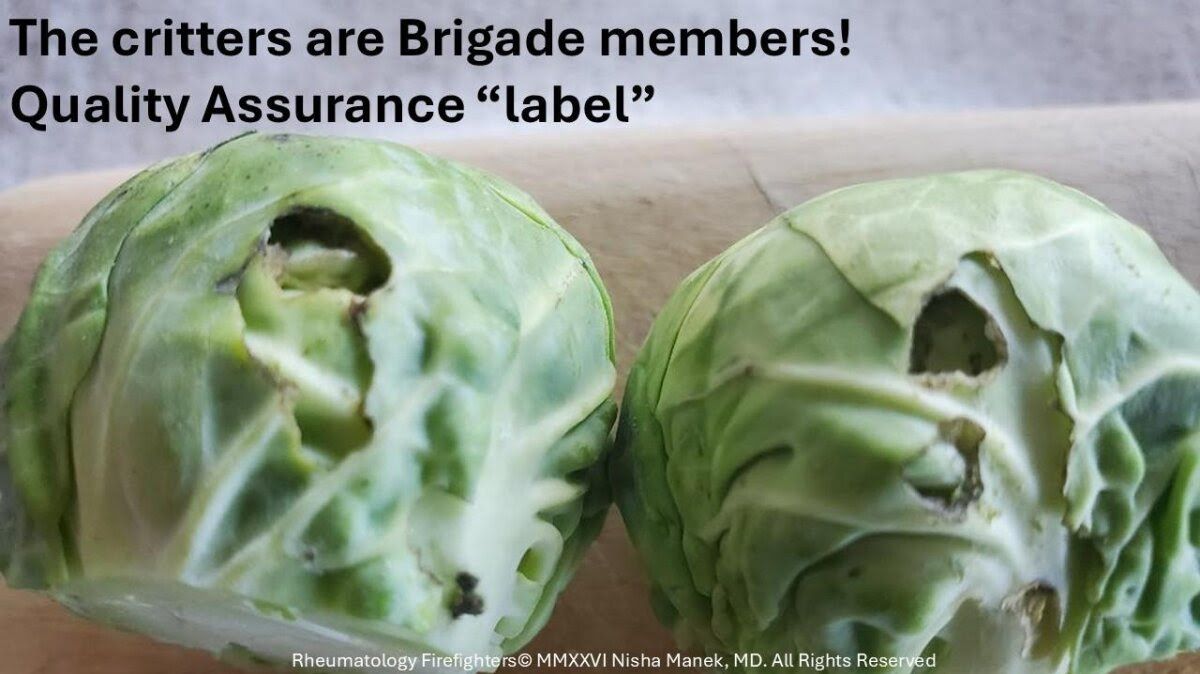 cabbage