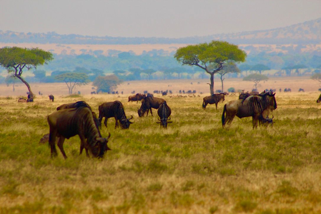 13 DYS ACROSS TANZANIA NATIONAL PARKS