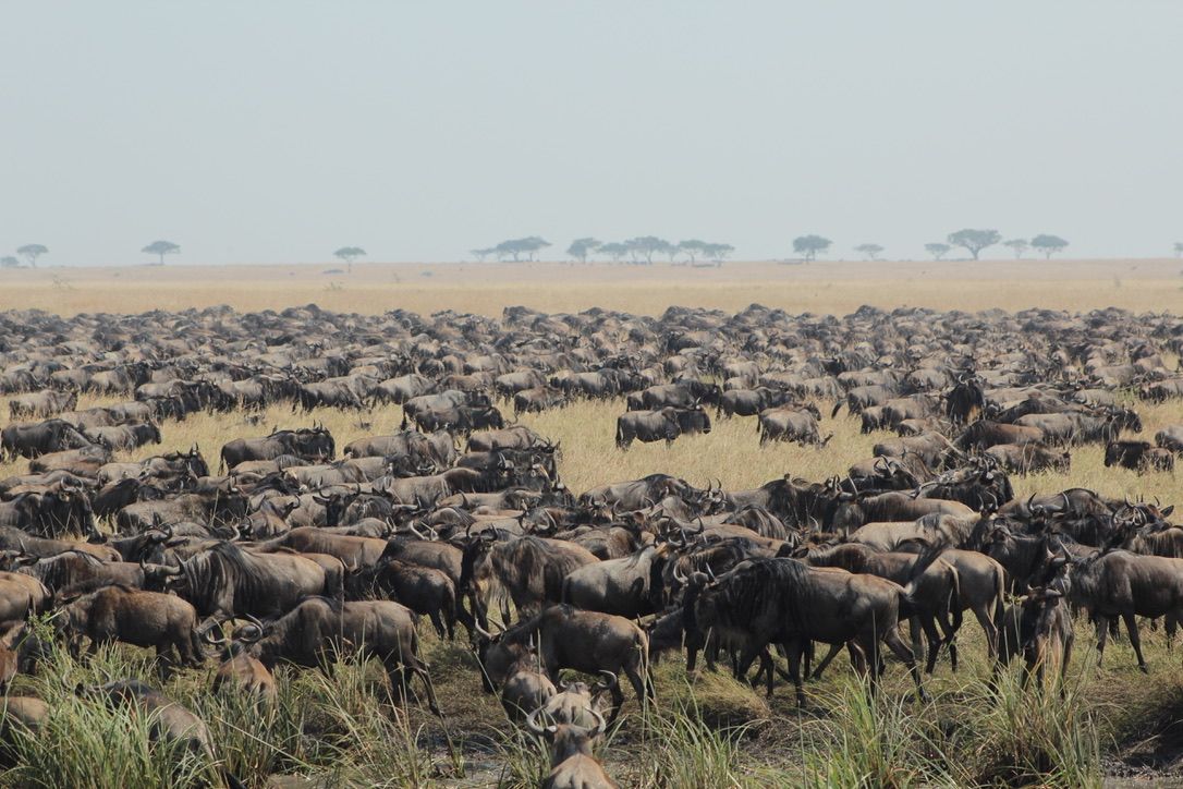 13 DYS ACROSS TANZANIA NATIONAL PARKS