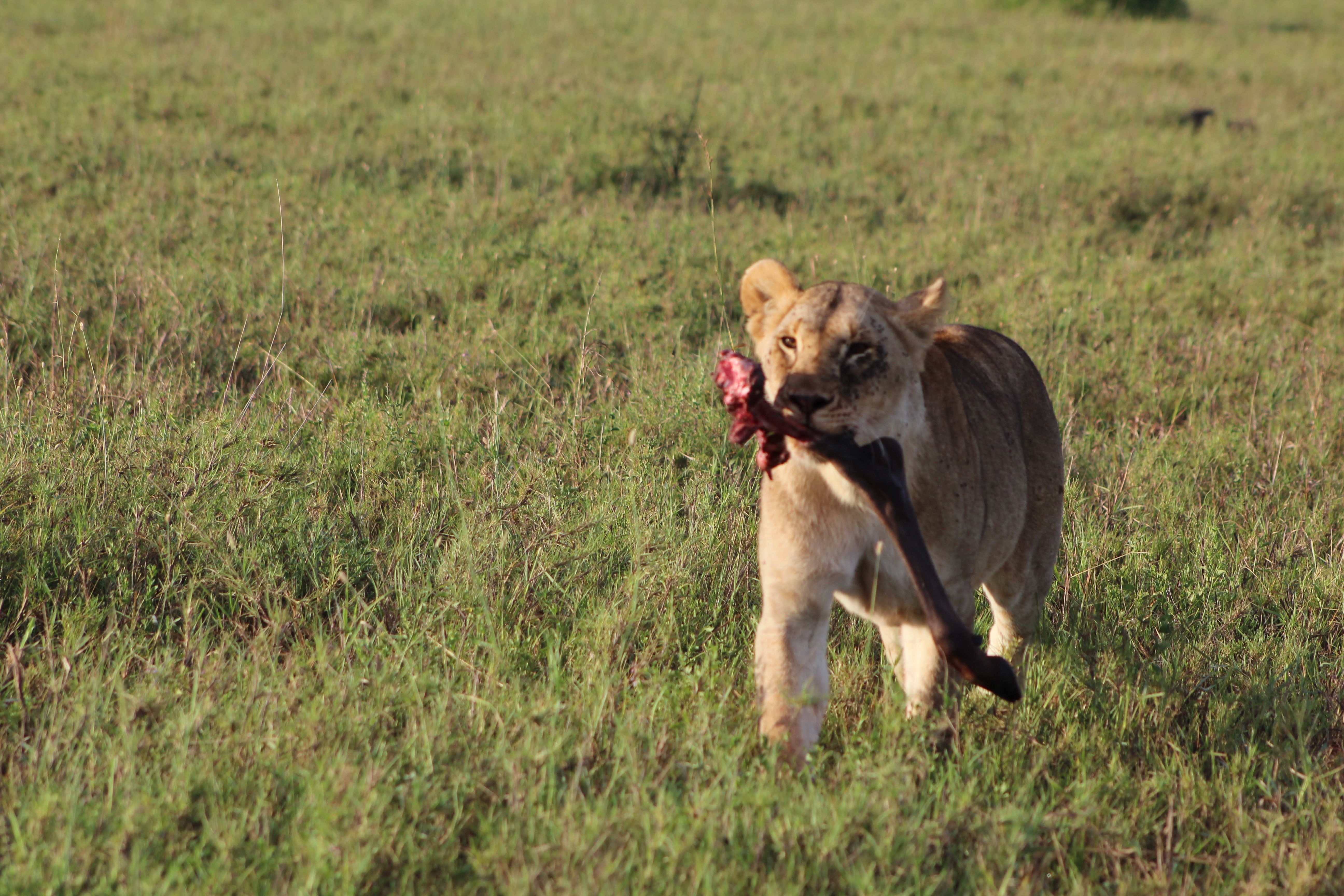 4 NIGHTS SERENGETI PHOTOS