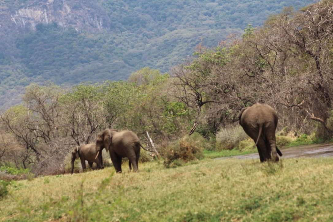 13 DYS ACROSS TANZANIA NATIONAL PARKS
