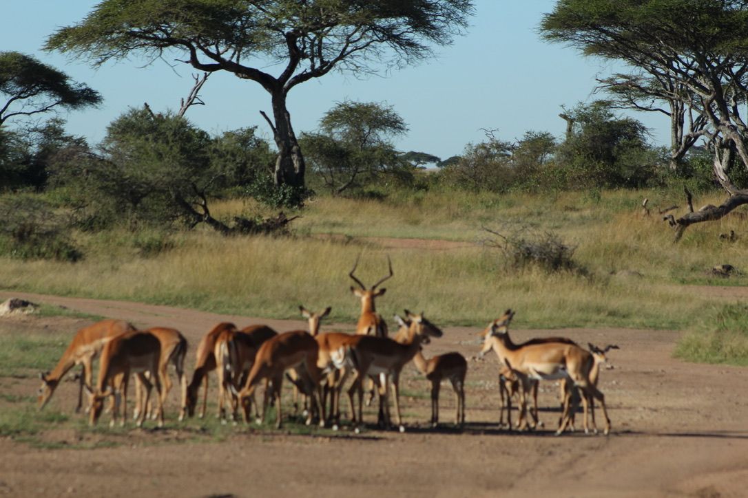 7 DAYS SERENGETI PHOTOS