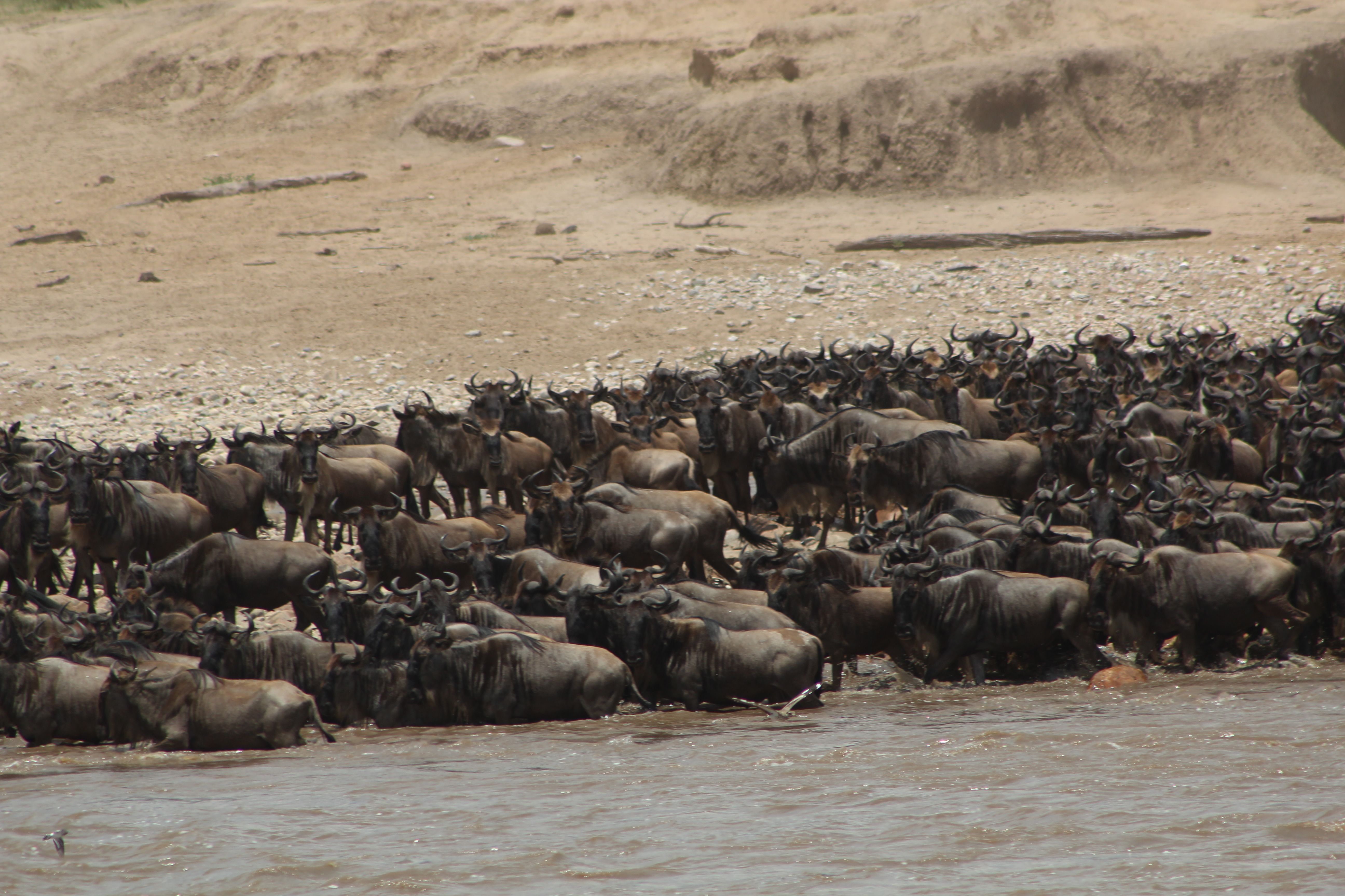 7 DAYS SERENGETI PHOTOS
