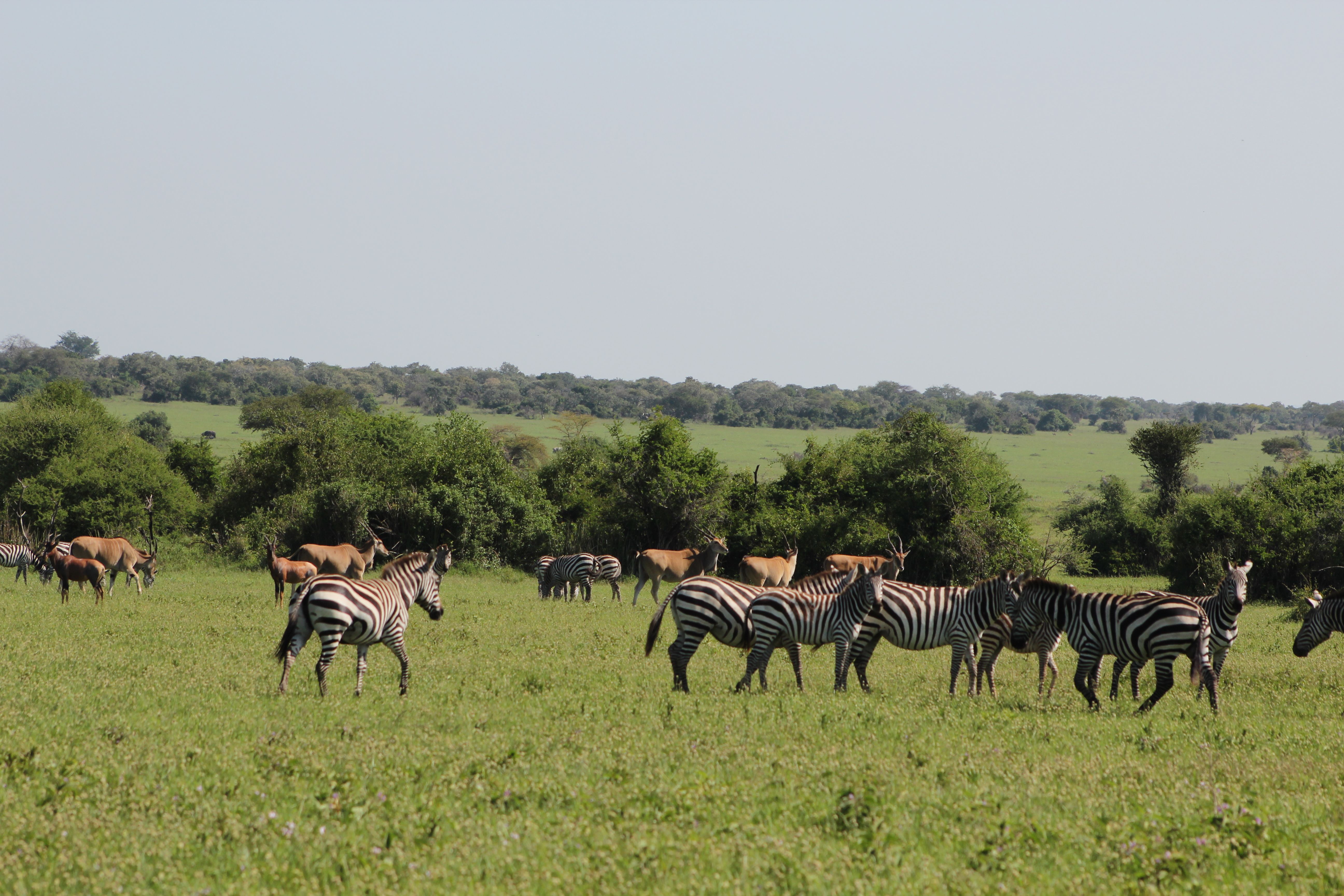 7 DAYS SERENGETI PHOTOS