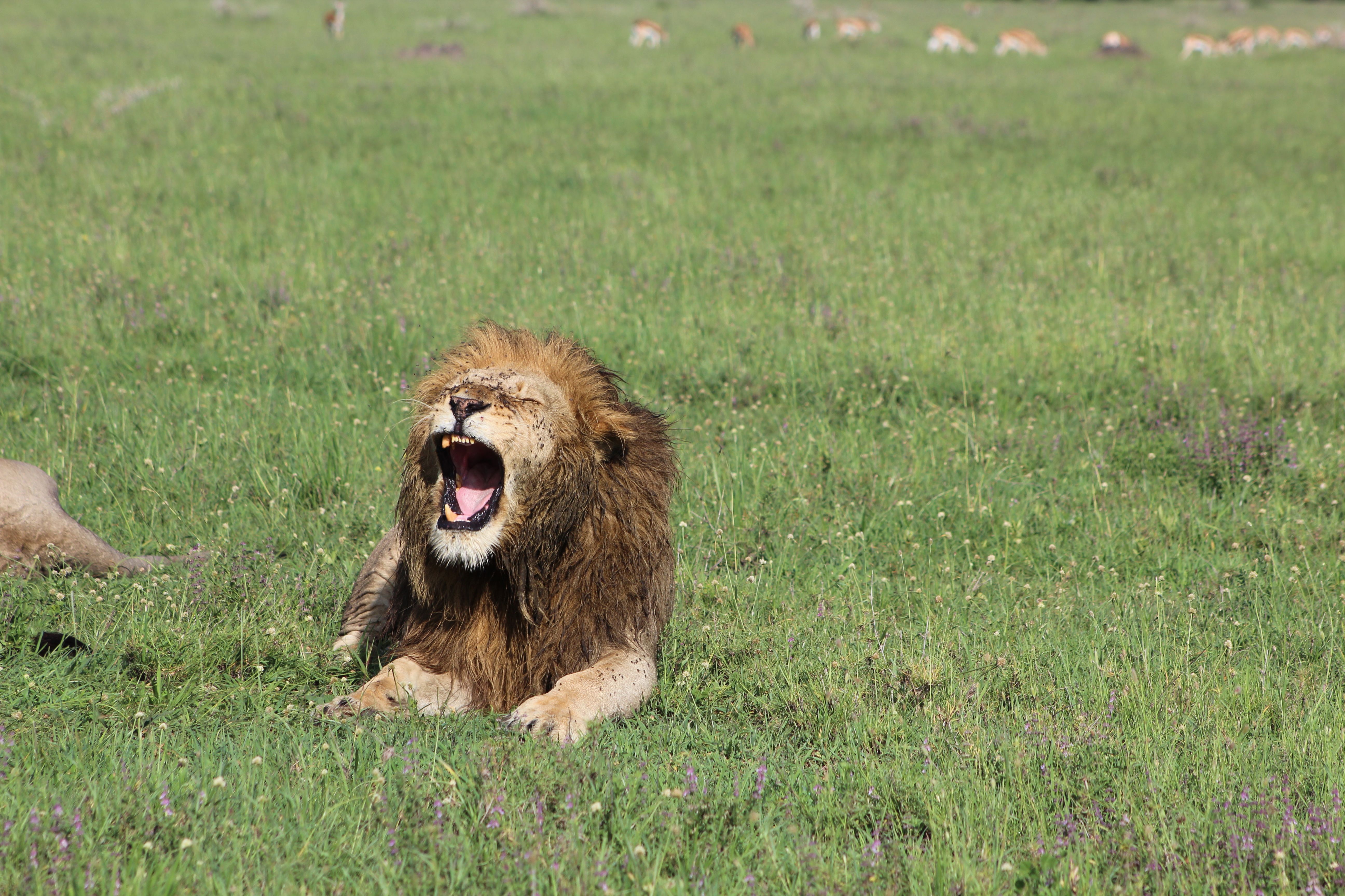 7 DAYS SERENGETI PHOTOS