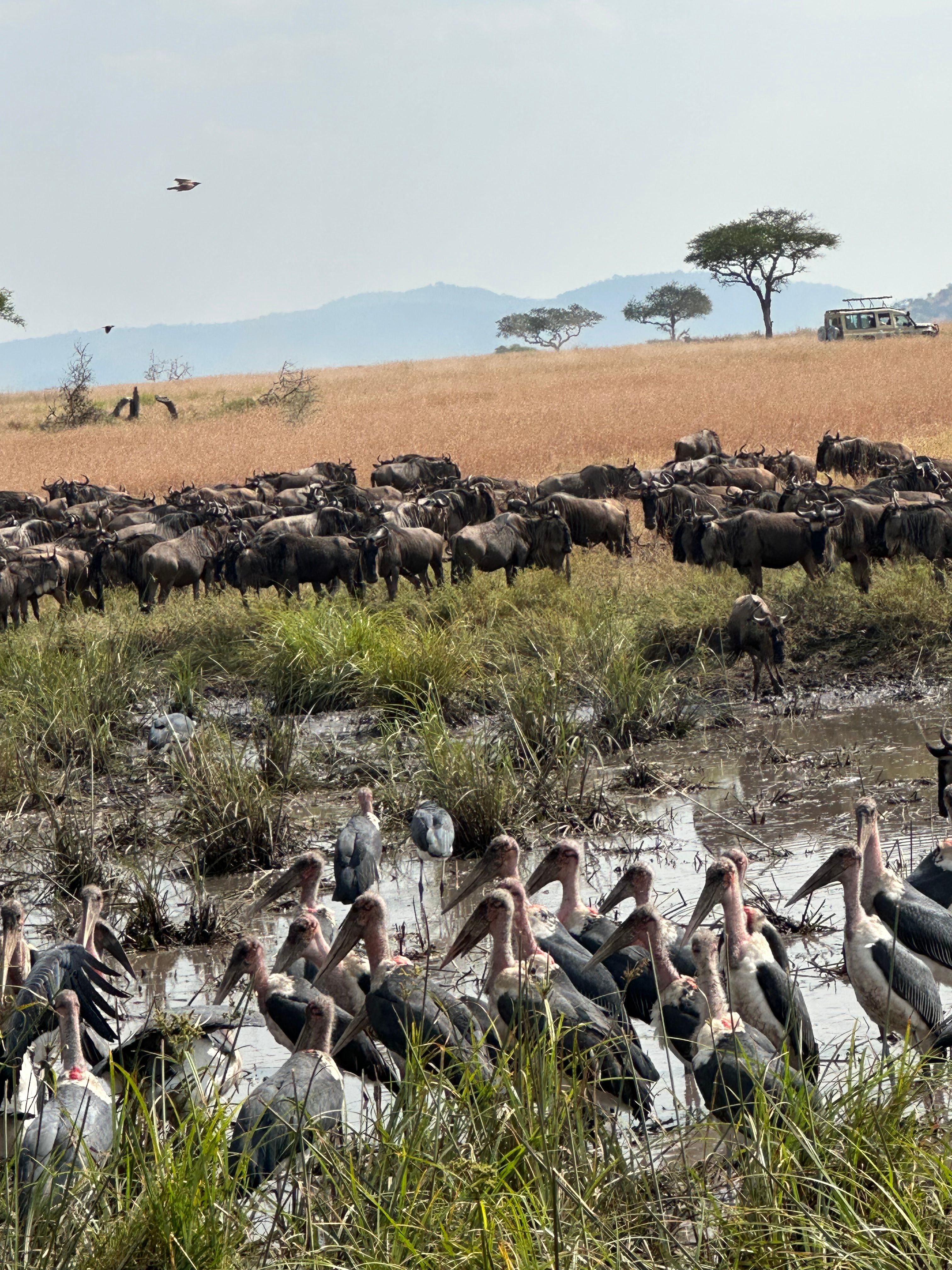 4 NIGHTS SERENGETI PHOTOS