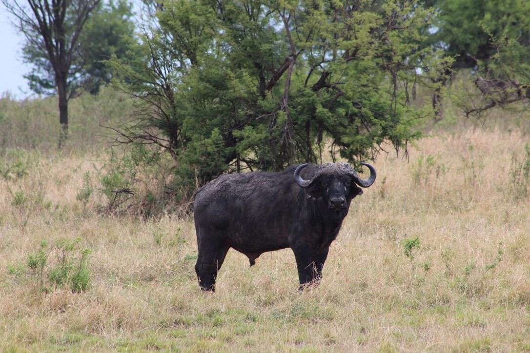 13 DYS ACROSS TANZANIA NATIONAL PARKS