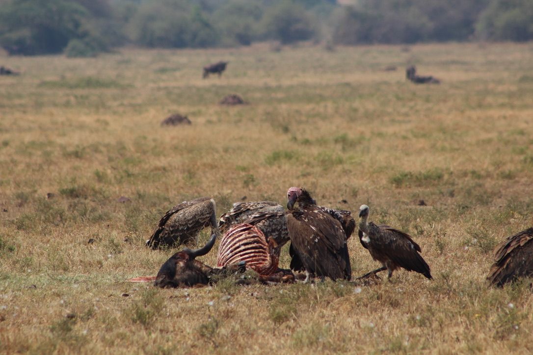 7 DAYS SERENGETI PHOTOS