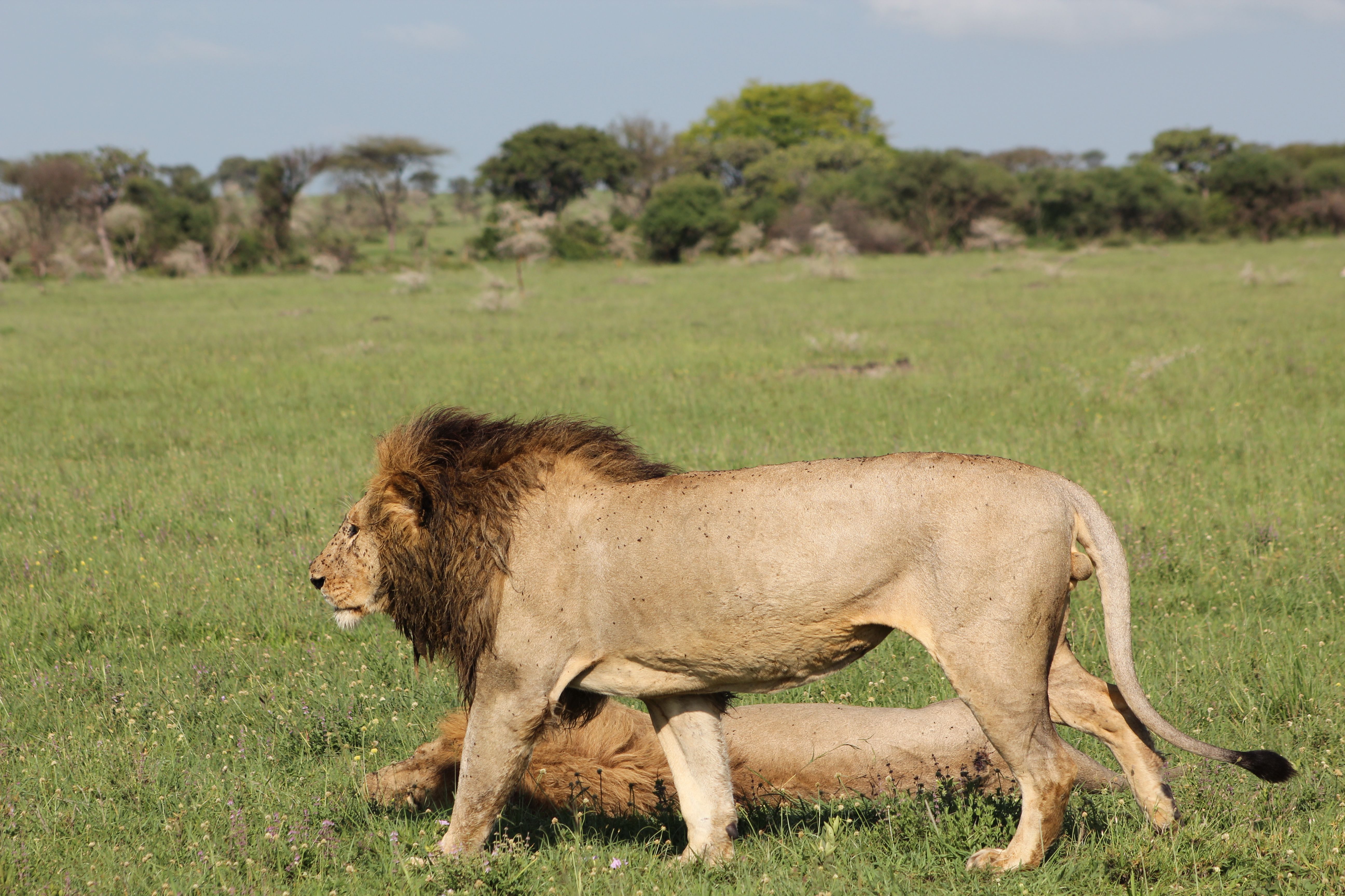 7 DAYS SERENGETI PHOTOS