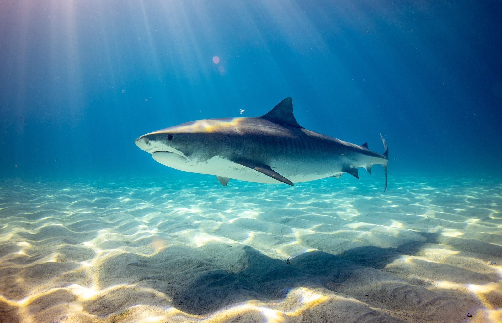 8 Shark Tank Takeaways for Entrepreneurs