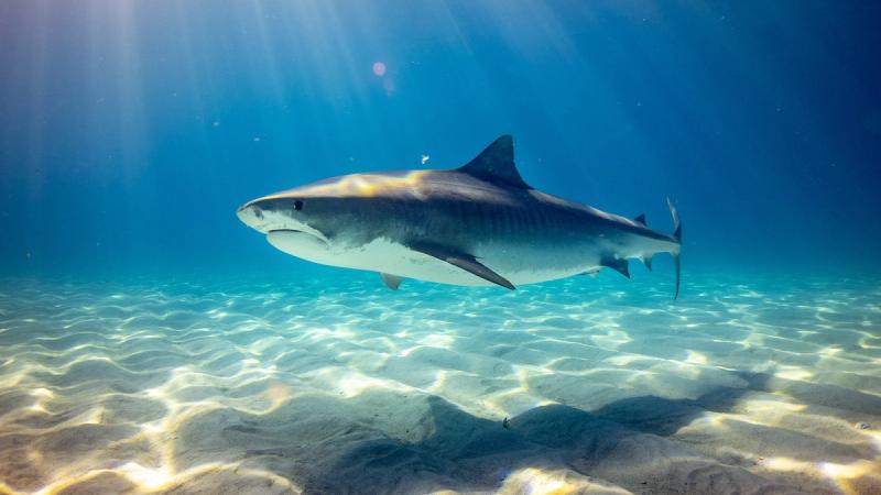 8 Shark Tank Takeaways for Entrepreneurs