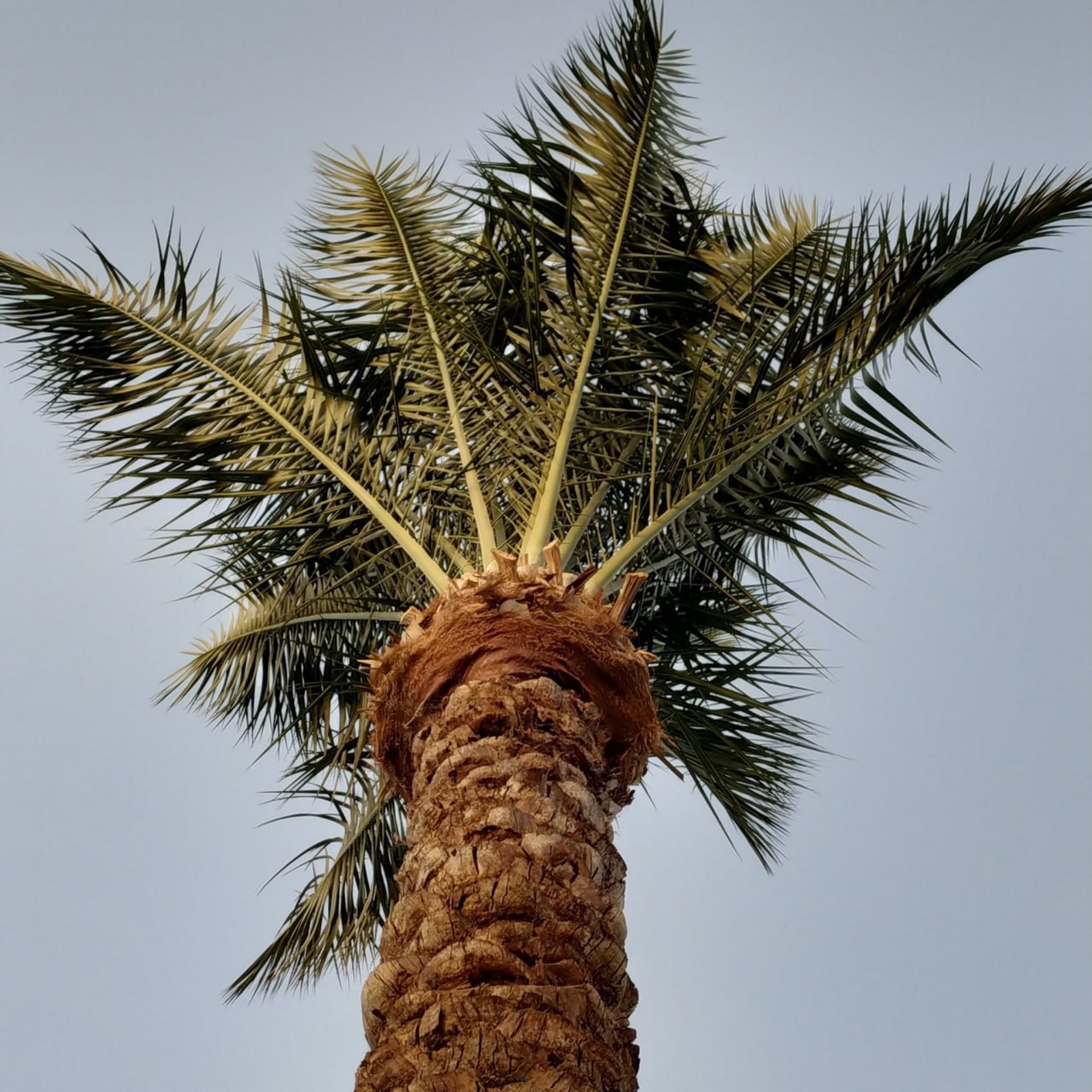 сам ти шпак