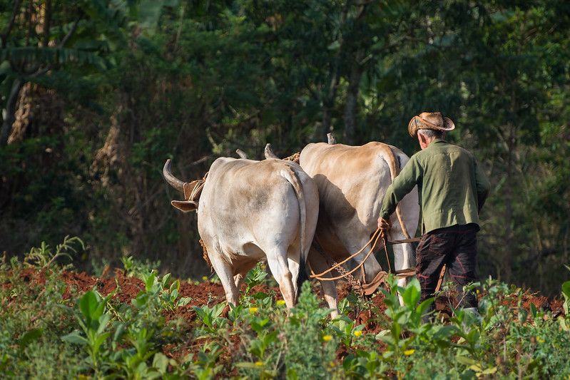Vallée de Viñales - Image 1