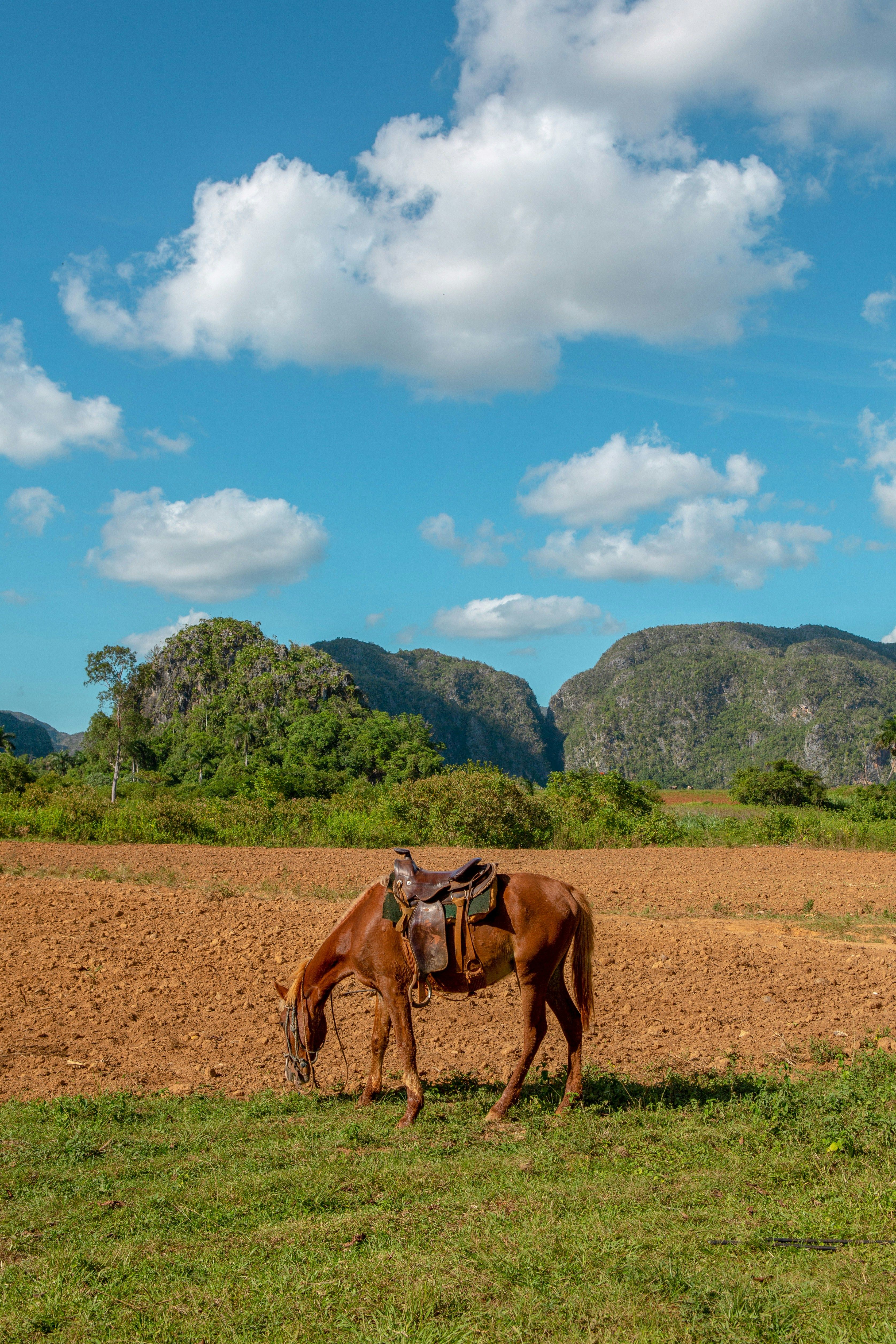 Vallée de Viñales - Image 4